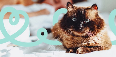 ImgUrl:/-/media/Project/ScottexIT-New/CRM/Allergia-gatto/Allergia-gatto_M.jpg